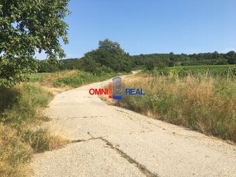 Neobrábaný vinohrad Svätý Jur, smerom na Bratislavu, lokalit - 1