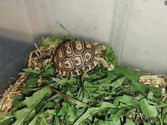 Mláďata korytnačky leopardej
