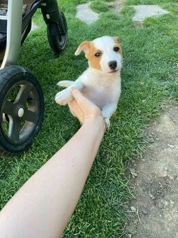 Predám Jacka Russella