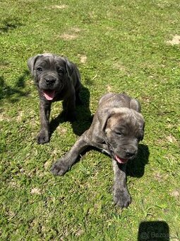 Cane corso