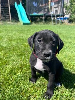 Šteniatka na predaj - Staford a Golden retriever