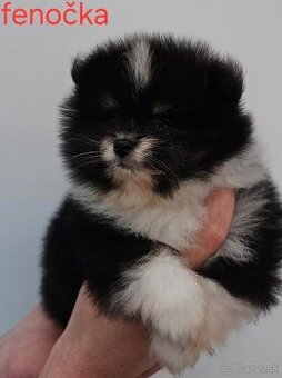 Pomeranian mini Boo