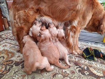 Predám šteniatka zlatý retriever