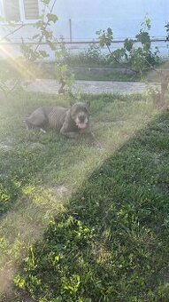 Cane corso