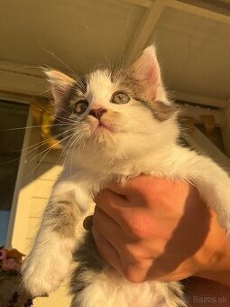 Krásne mačiatka – mix Maine Coon+Nórska lesná x domáca mačka