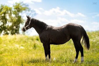 Roční American Quarter Horse black klisna, vnučka Gunnera