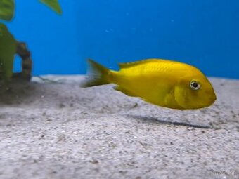 Tropheus Kiriza Gold