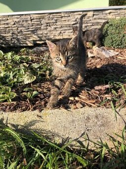 🐱DARUJEM kocúrika🐱