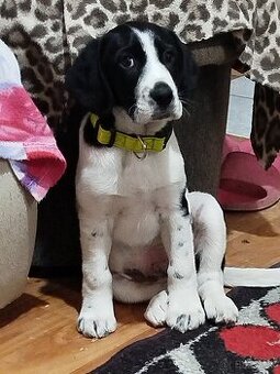 Kokeršpaniel krizeny 8tyzdne ma