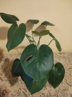MONSTERA DELICIOSA