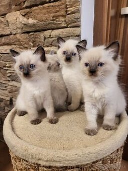 Predám mačiatka ( odber možný ihneď)