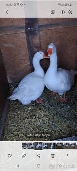 Predam chovny kmen husy ,1+1