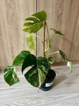 Monstera albo