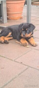 Rottweiler s PP Rotvajler s PP Štenata rotvajlera s PP Šten