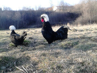 sliepocky holandanky