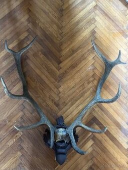 Parožie výška 70cm