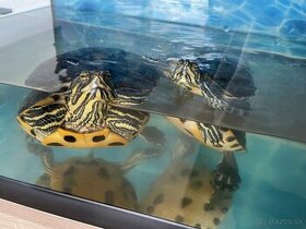 Dospelé korytnačky na predaj