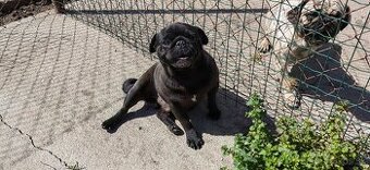 Čierný Mops