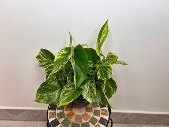 Epipremnum Marble Queen