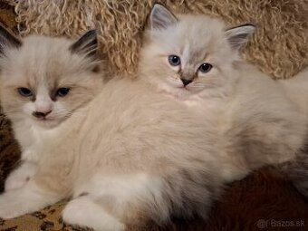 Ragdoll mačička seal bicolour with blaze