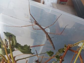 Medauroidea extradentata