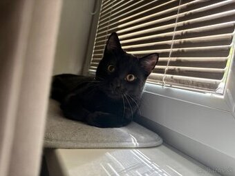 Darujem kocúrika Blackyho do dobrých rúk 🖤
