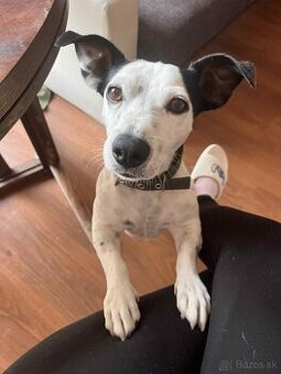 Jack Russel