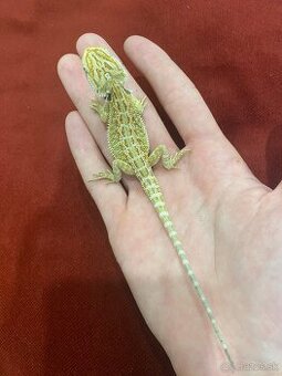 Agama Bradatá Mláďatá hypo + terárium na mieru - 1