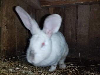 Dospelá pokojná samica HYLA akcia 25€ priamo Prešov