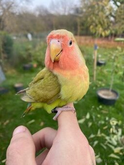 Agapornis ružohrdlý-Ručne dokŕmený