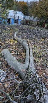 Predam orechove drevo