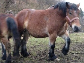 Predám tažnu kobylu - 1