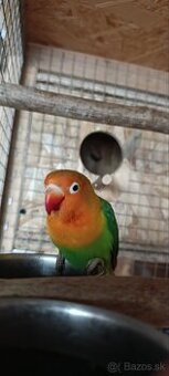 Kúpim/vymením agapornisa