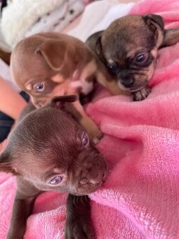 Čivava šteniatká🐾