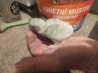 Papagáj senegalský