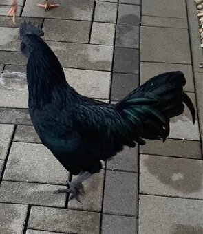Kohú Ayam cemani