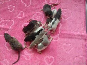 Mláďatká potkaníky potkan