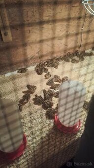 Predám prepelice Faraon Jumbo aj vajíčka