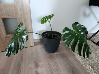 Monstera deliciosa