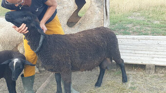 Jahnata Dorper / Suffolk