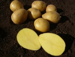 Sadbové zemiaky odrody MEGAN, ČERVENÉ