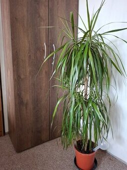 Dracena 3-kmienkova