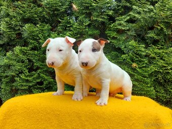 Mini bulterier - 1