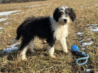 Pulrocni pejsek bordoodle s PP