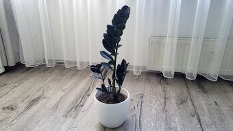 Zamioculcas Raven (čierny)