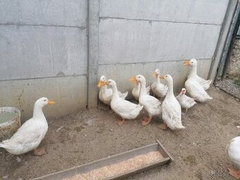 Predám brojlerove kačice na zárez