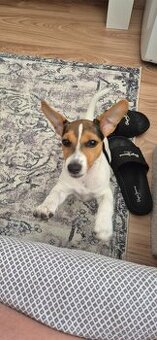 Jack Russel