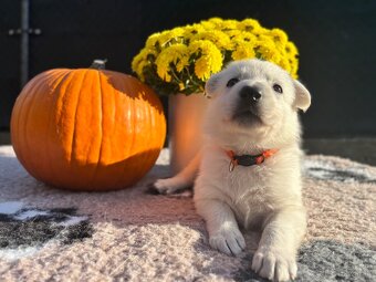 Biely švajčiarsky ovčiak s PP FCI