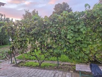 Záhrada Partizánske