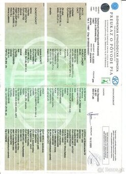 Jazvečík hrubosrstý